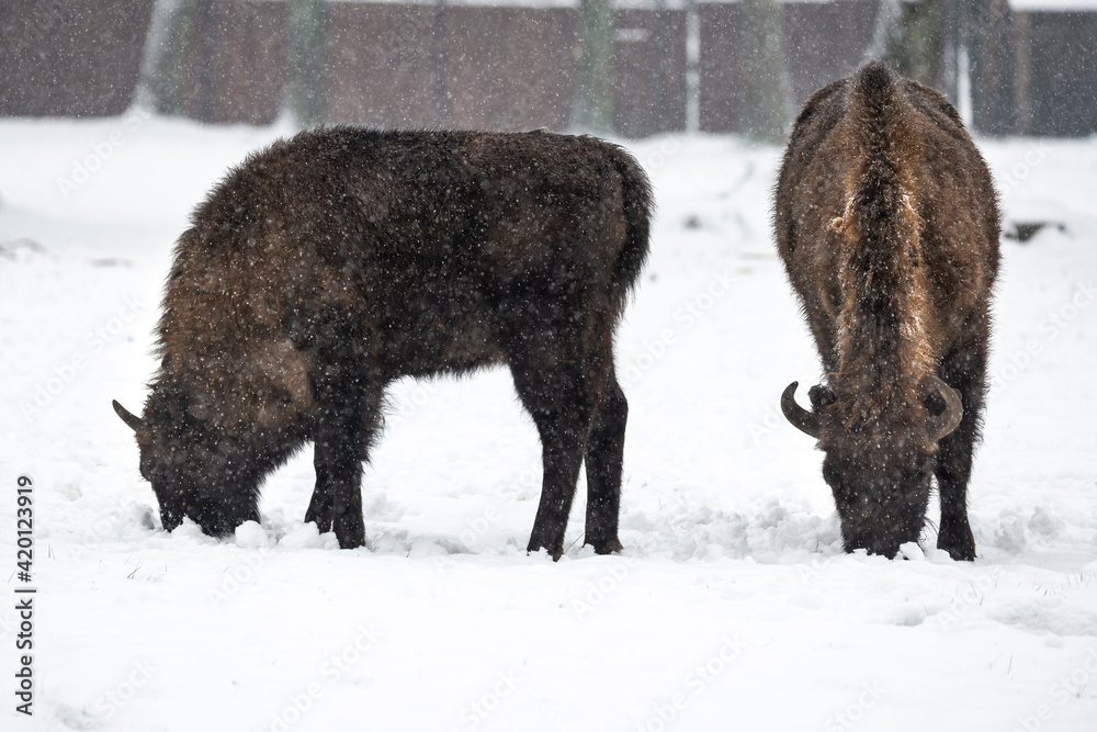 Bison inside Bialowieski National Park, ZOO park, European Bison Show Reserve Bison inside Bialowieski National Park, ZOO park, European Bison Show Reserve