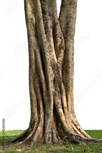 Picture of roots tree cut isolated on white background