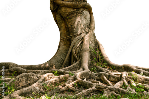 Tropical trees grow well in Thailand. The trunk is large, the roots are wide spread, the roots have beautiful complex patterns, cut and change the background to white, ready to use.
