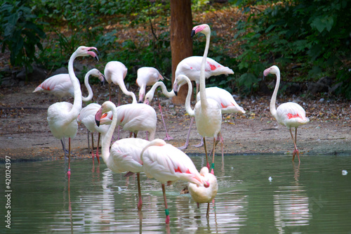 Pink flamingo birds relaxing in a garden pond