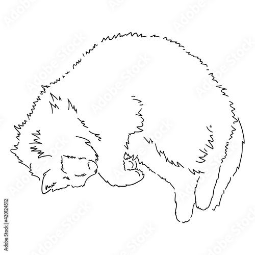 A drawing of a fat fluffy cat lying on its back, its paws spread out in all directions. Black and white linear isolated illustration. Stock vector image. Pet shaggy animal on a white background