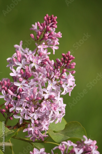 Syringa vulgaris  a twig of a lilac flower on a green background