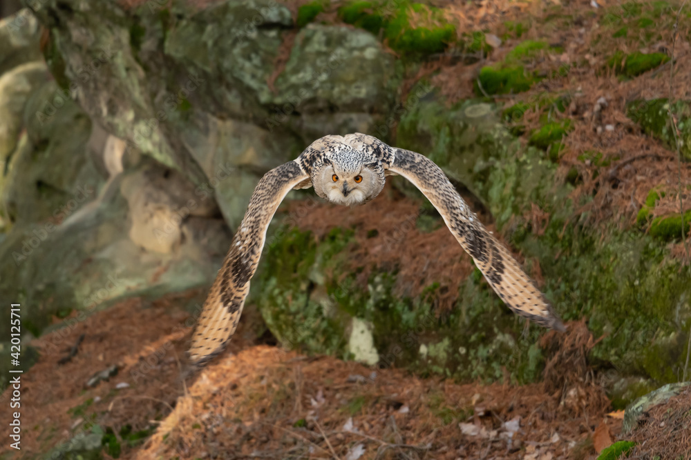 Fototapeta premium A great strong brown owl with huge red eyes flying through the forest on a red and green trees background. Eurasian Eagle Owl, Bubo bubo.