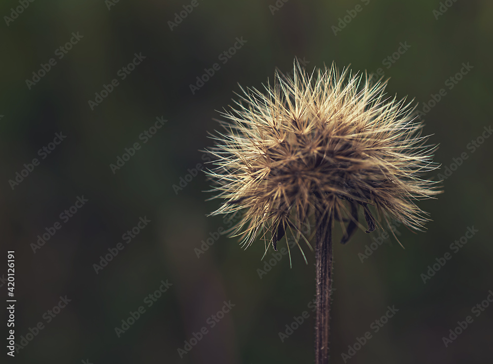 macro photography of a thorny flower. Natural background. Flowers background. Beautiful neutral colors	