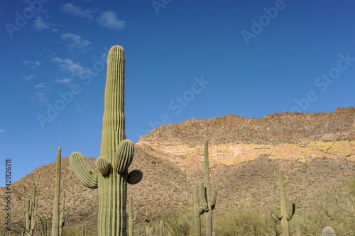 Saguaro cacti and desert mountains