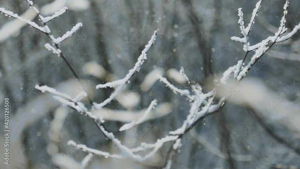 Branches covered with snow during snowfall in winter forest Branches covered with snow during snowfall in winter forest