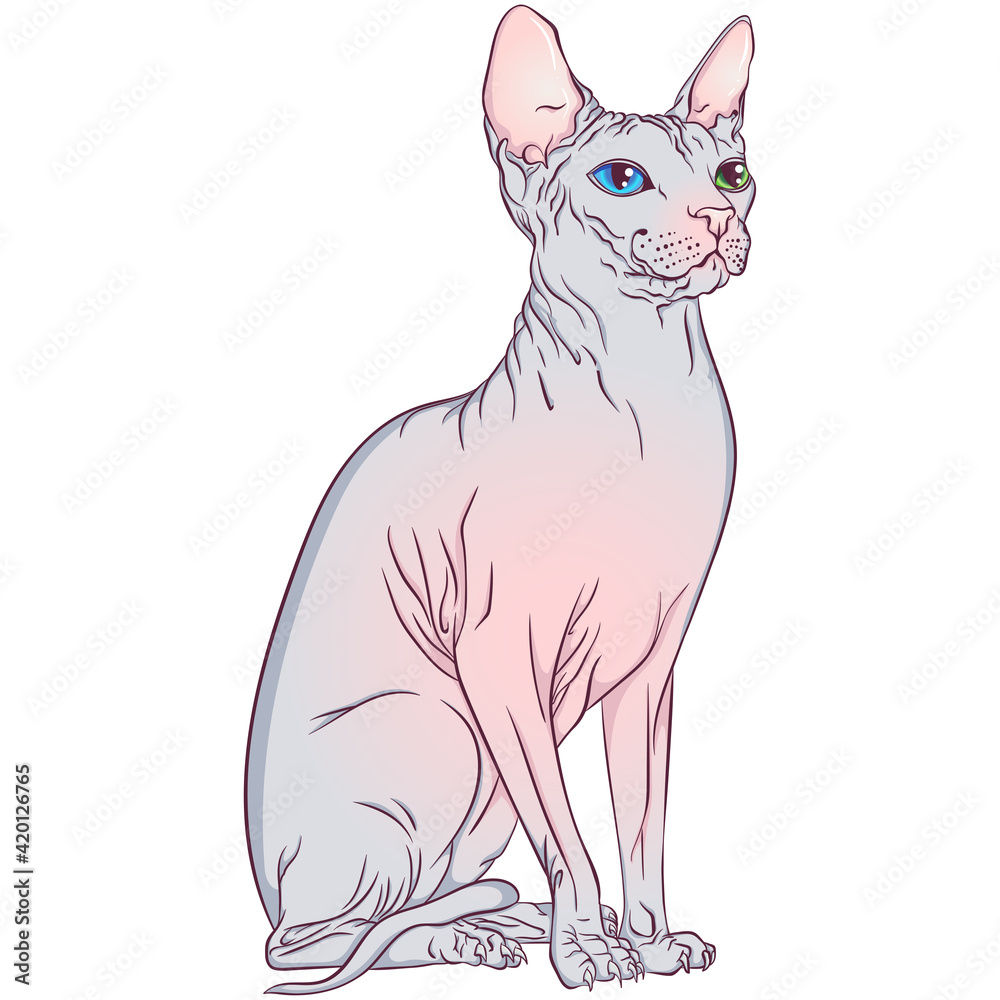 Obraz premium Sitting Sphynx breed cat. Bald kitten. Illustration for cat cattery, pet shop, pet hotel. Vector illustrations in hand draw style isolated on white background. Cat poster, print.