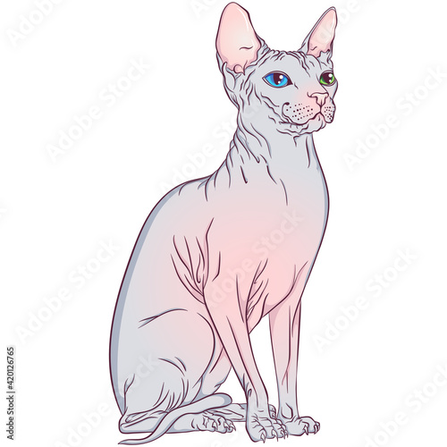 Sitting Sphynx breed cat. Bald kitten. Illustration for cat cattery, pet shop, pet hotel. Vector illustrations in hand draw style isolated on white background. Cat poster, print.