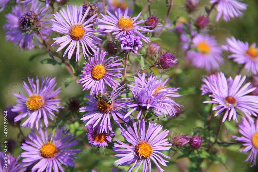 Purple Alpine Daisy Wildflowers