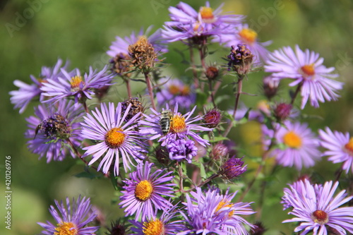 Purple Alpine Daisy Wildflowers