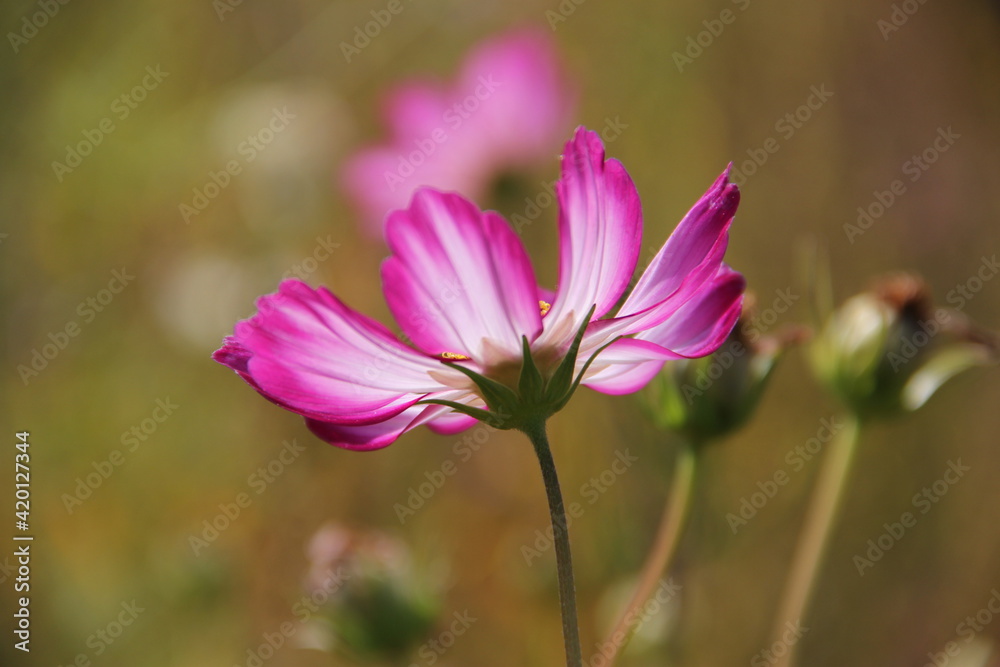 pink cosmos flower in the garden