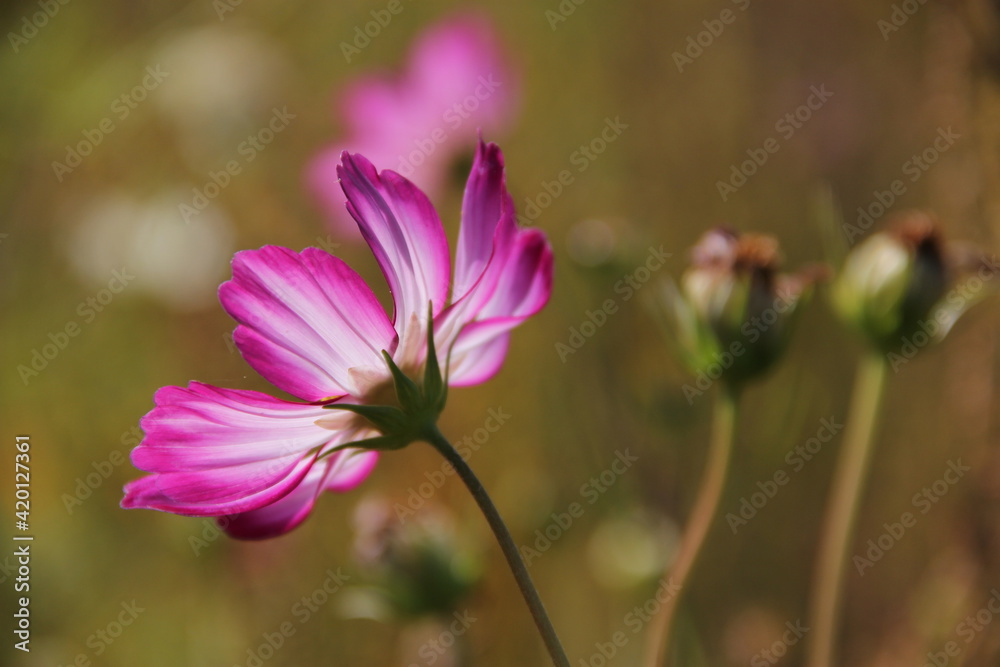 pink and yellow flower pink and yellow flower