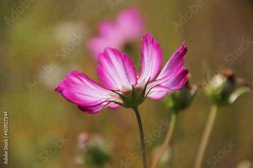 pink cosmos flower in the garden