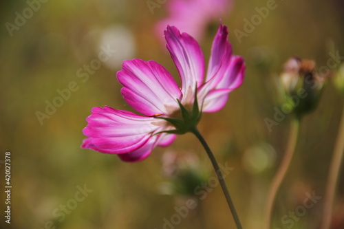 pink and white flower