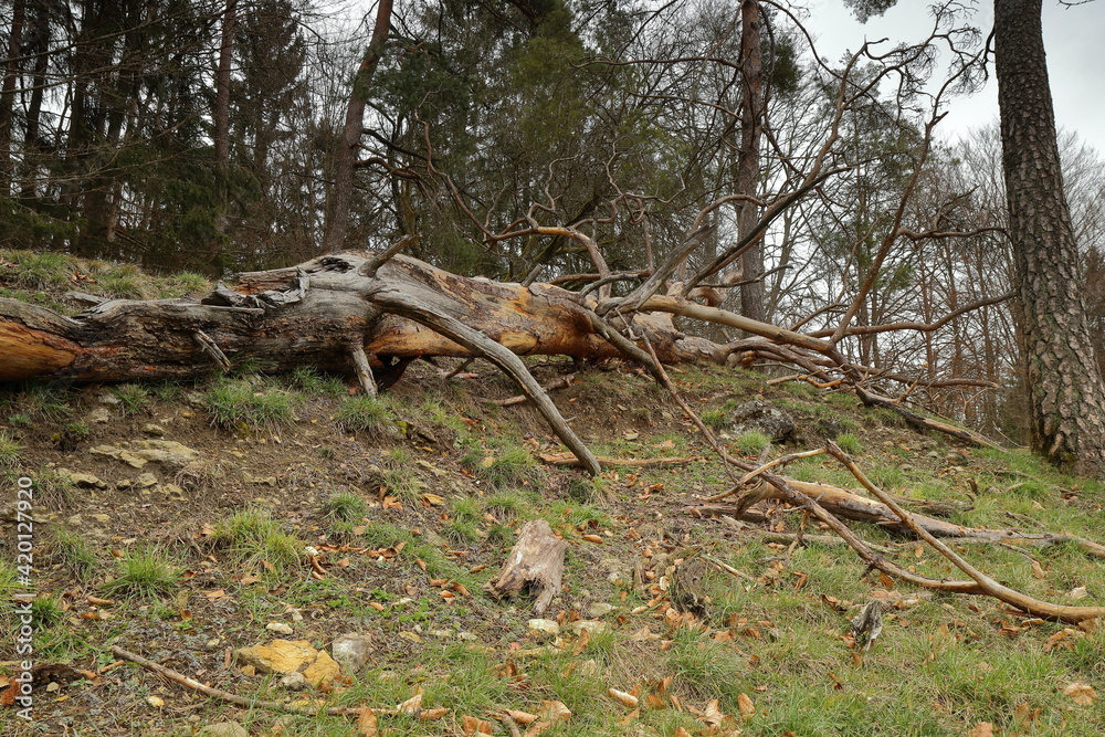 fallen tree with broken branches on a meadow in woodland fallen tree with broken branches on a meadow in woodland