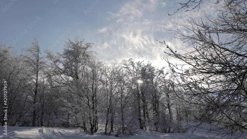 Sunny day at forest covered in snow. Little snow flakes falling from the trees. Sunny day at forest covered in snow. Little snow flakes falling from the trees.