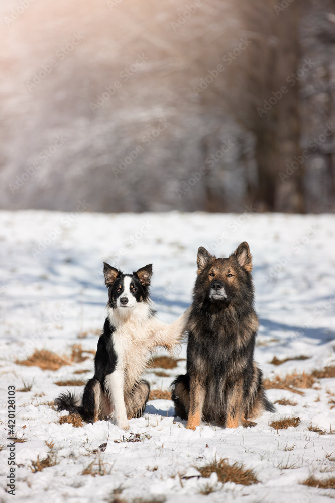 Obraz premium Owczarek niemiecki. Border collie. Rasowy pies. Szkolenie psów. Inteligentne psy. Portrety psów. Zabawa ze zwierzakiem. Psie sesje zdjęciowe na letniej łące. śmieszne psy. Pupile.