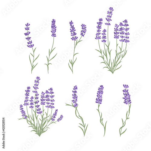 Fototapeta Naklejka Na Ścianę i Meble -  Fresh cut fragrant lavender plant flowers bunch, realistic icons set isolated vector illustration.