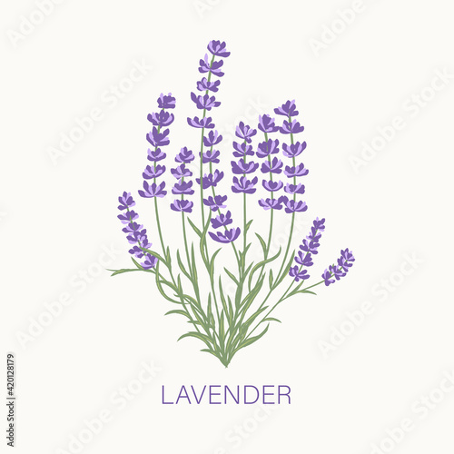 Fresh cut fragrant lavender plant flowers bunch  realistic icon isolated vector illustration.