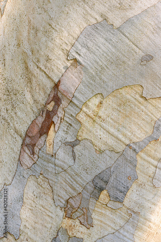 Close-up of tree bark 1184