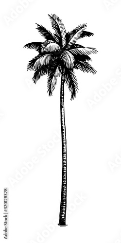 Coconut palm tree.
