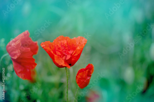 Red poppies field, vibrant poppy close up. symbol of life, remembrance and death, love and success
