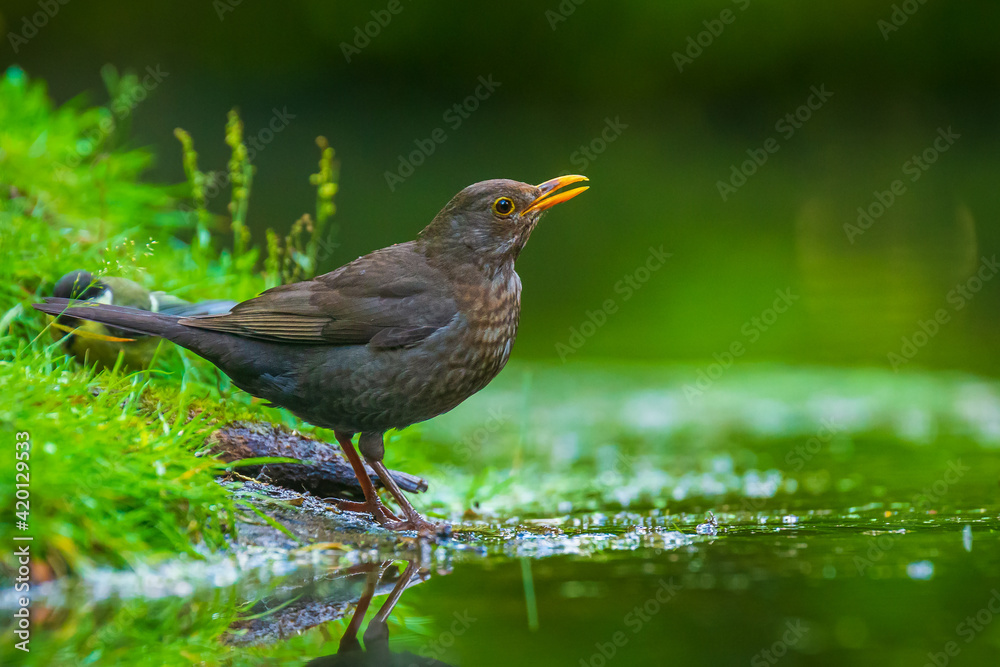 Closeup of a Common Blackbird female, Turdus merula washing, preening, drinking and cleaning in water. Closeup of a Common Blackbird female, Turdus merula washing, preening, drinking and cleaning in water.