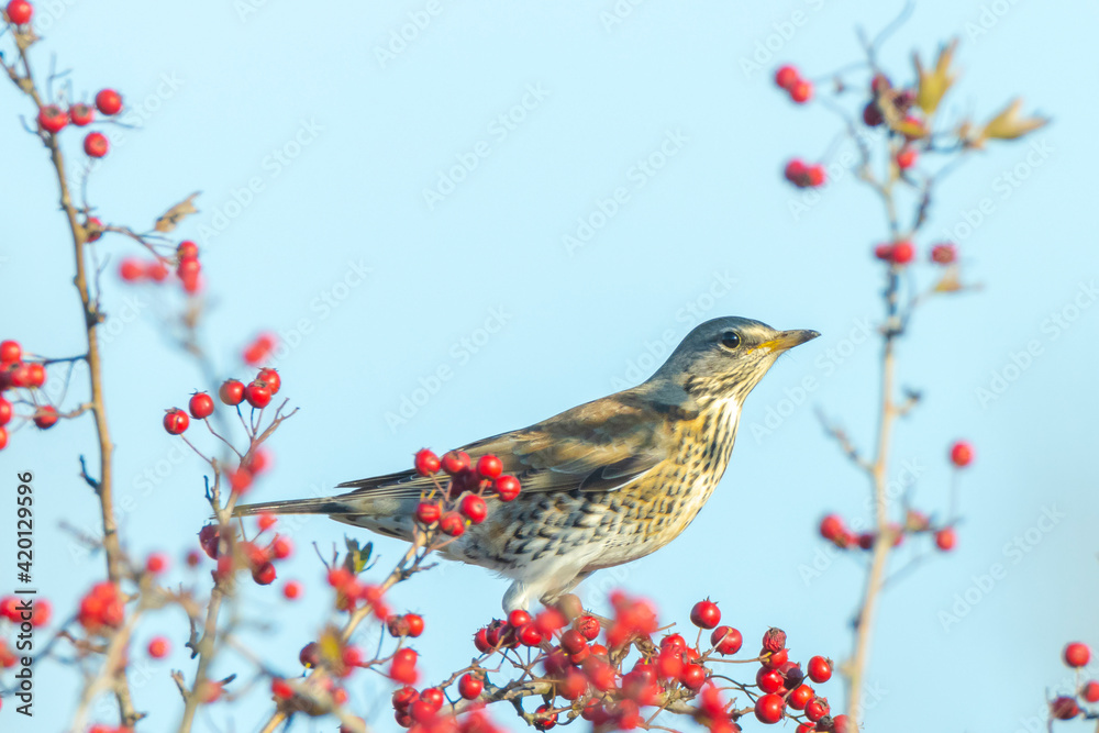 Fieldfare bird, Turdus pilaris, eating berries Fieldfare bird, Turdus pilaris, eating berries