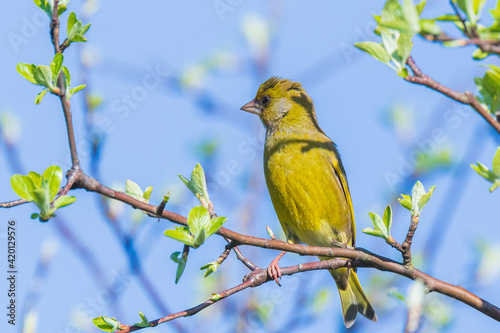 Greenfinch Chloris chloris male bird singing