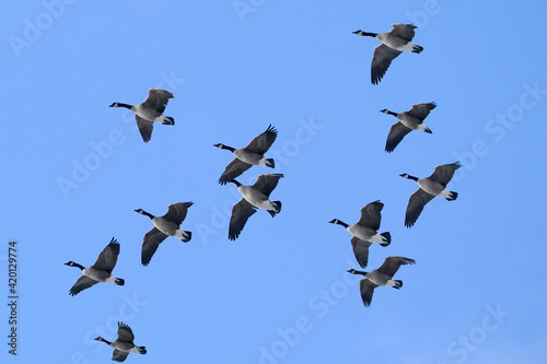 Canada Geese in flight in bright blue sky in early spring on freezing but sunny day