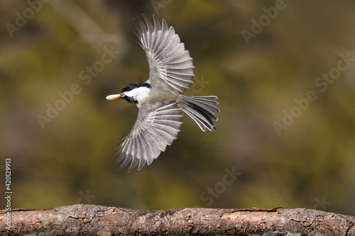 Canvas Print Black capped chickadee perching and flying off perch in forest in early spring