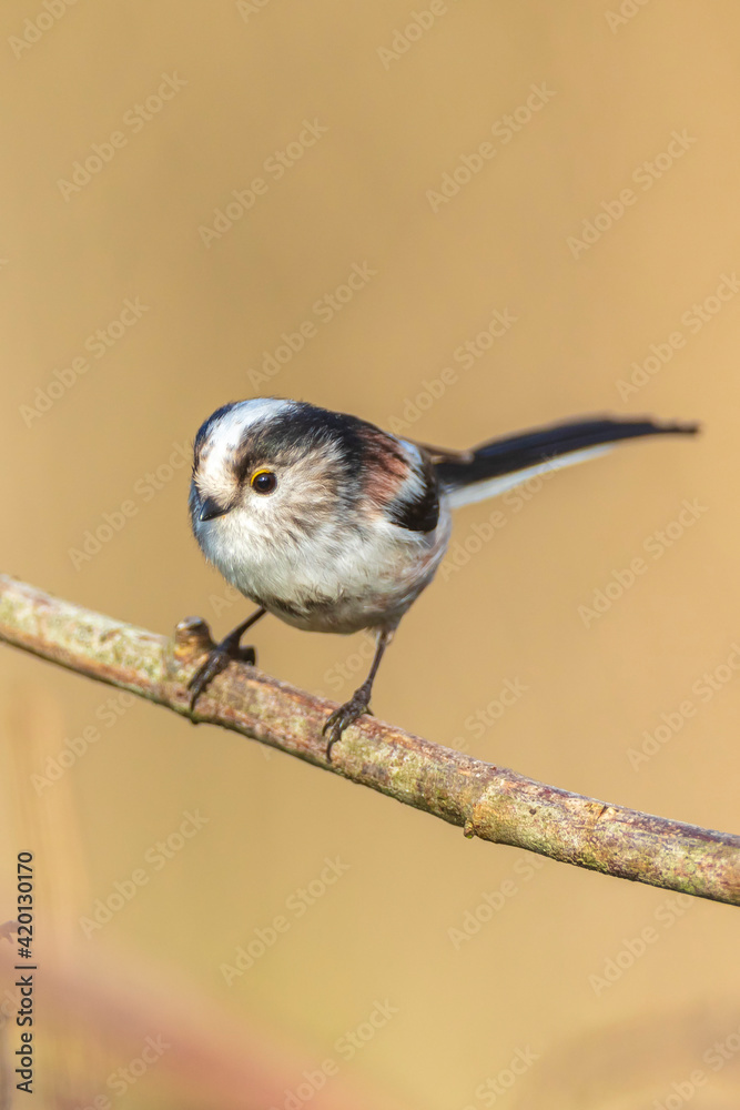 Naklejka premium Closeup of a long-tailed tit or long-tailed bushtit, Aegithalos caudatus, bird foraging in a forest