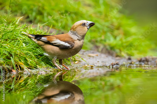 Closeup of a female hawfinch Coccothraustes coccothraustes songbird perched in a forest. © Sander Meertins