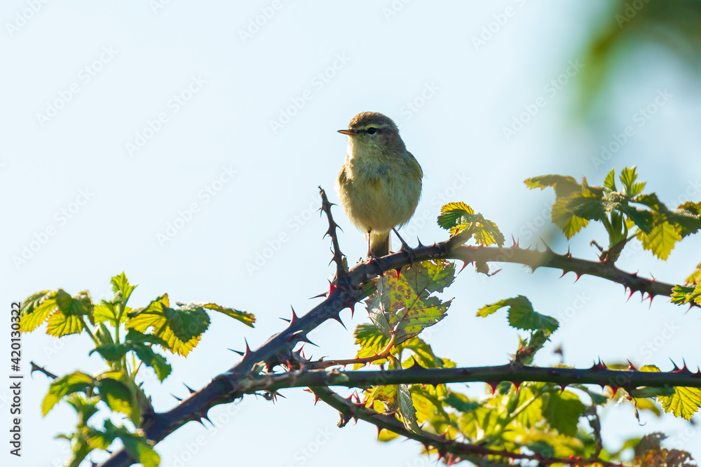 Willow warbler bird, Phylloscopus trochilus Willow warbler bird, Phylloscopus trochilus