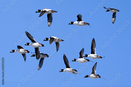 Goldeneye Drakes in flight on bright sunny winter sky 