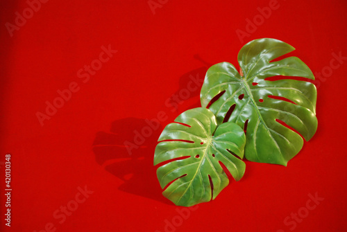 beautiful trendy tropical green leaves with shadows on red background,nature and environment concept