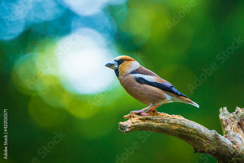 Foto Beautiful hawfinch male, Coccothraustes coccothraustes, songbird perched on wood