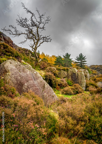 Tree on the rocks in Welsh valley 0828