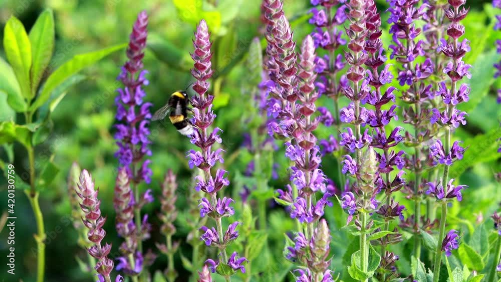 Bumble Bee On Lavender Flower
Bumble Bee On Lavender Flower