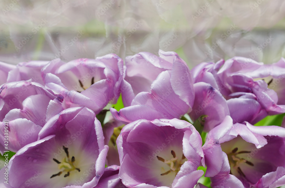 Obraz premium tulips in spring