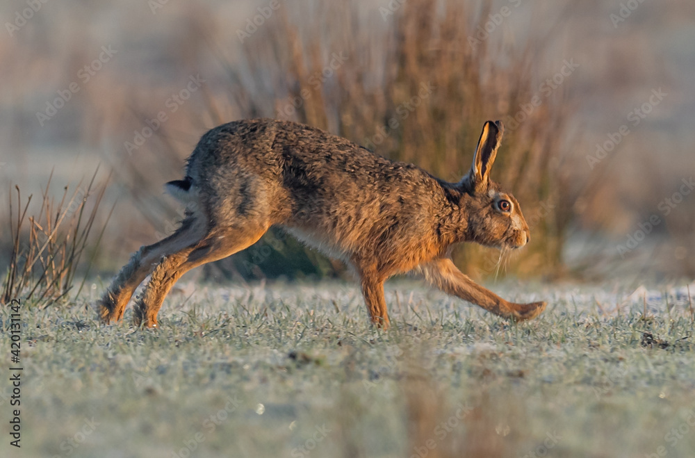 Running wild hare