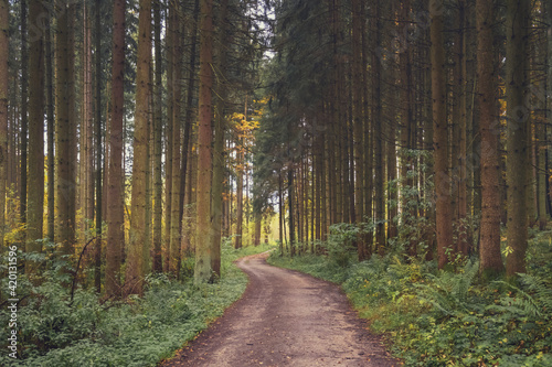 autumn photography of yellow trees and road in bavaria