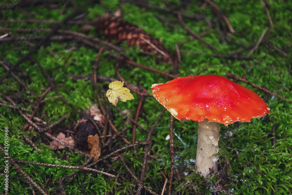 macro photo fly agaric in the forest on green moss macro photo fly agaric in the forest on green moss