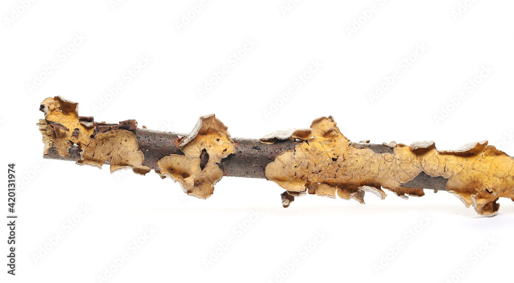 Fototapeta premium Dry tree branch with moss and lichen isolated on white background