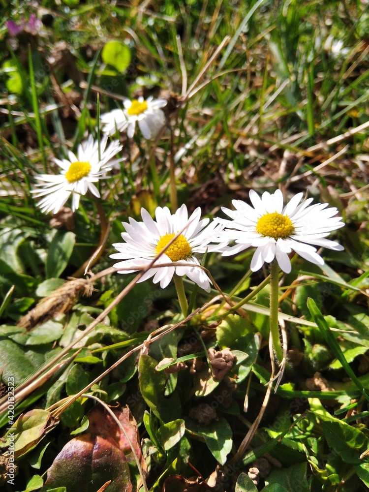 Group of daisy flowers in a garden Group of daisy flowers in a garden