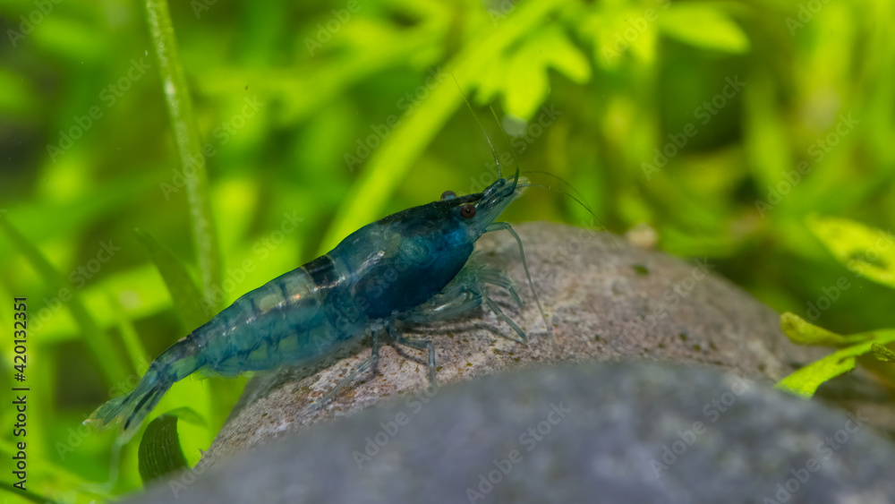 unter wasser, wasser, meer, aquarium, natur, tier, ozean, existenz, unter wasser, wasser, meer, aquarium, natur, tier, ozean, existenz,