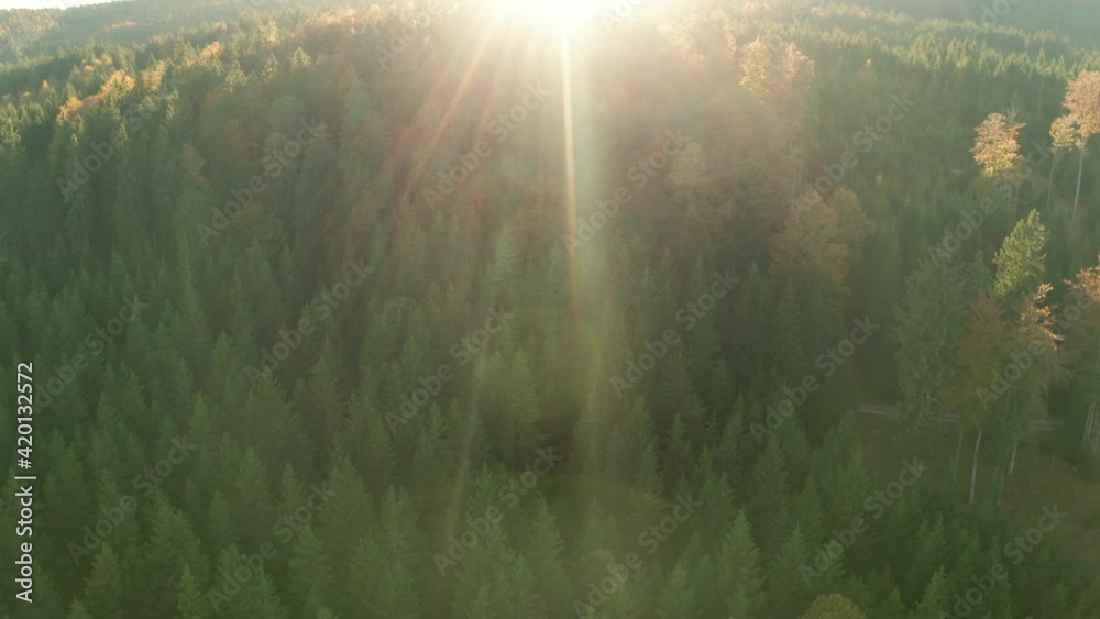 Aerial View over pine tree forest in Mountains Aerial View over pine tree forest in Mountains
