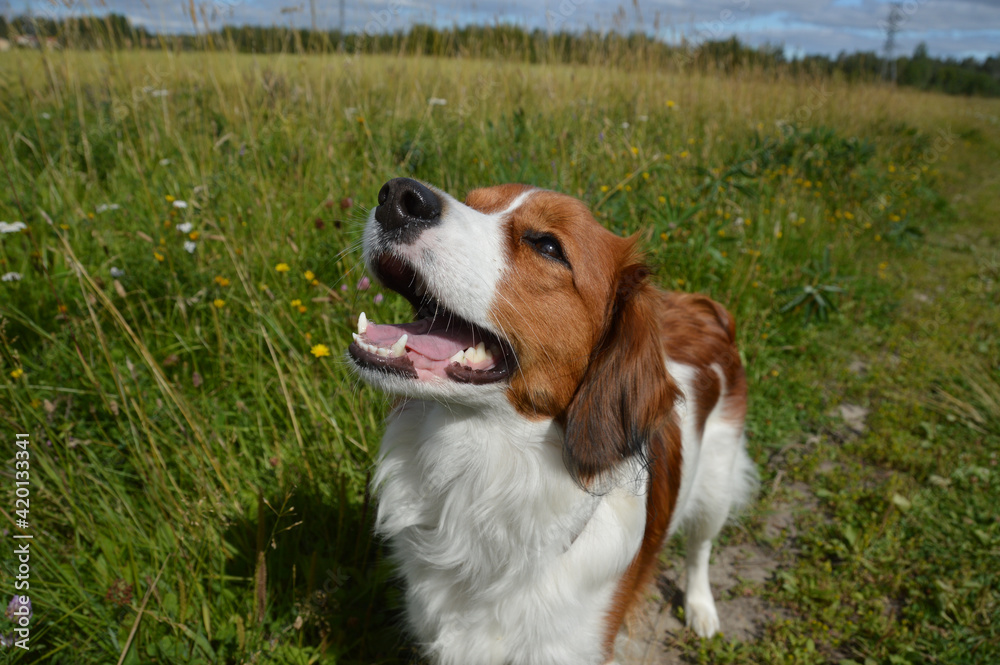 Young kooikerhondje dog is enjoying summer without leash on a meadow