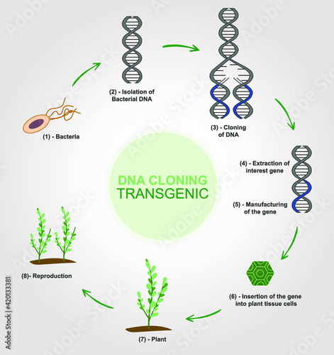 Formation of a transgenic plant 