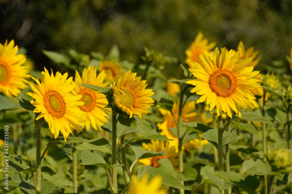 Sunflower field with beautiful blooming flowers Sunflower field with beautiful blooming flowers
